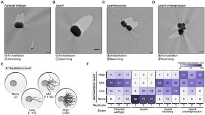 The transcriptional regulator EarA and intergenic terminator sequences modulate archaellation in Pyrococcus furiosus